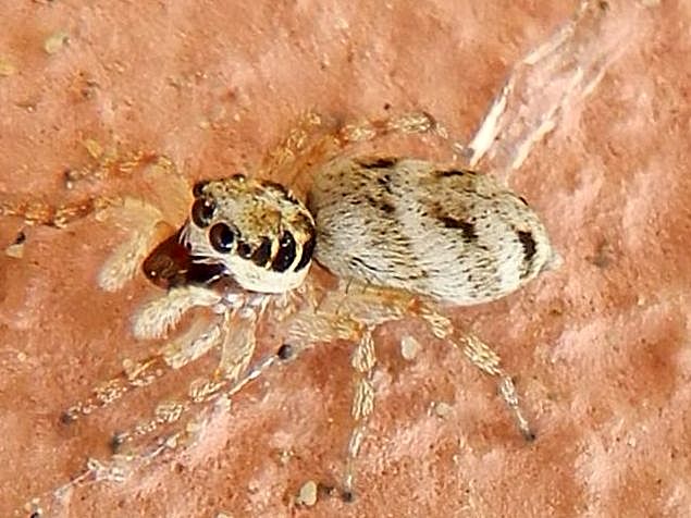 Salticus mutabilis,  femmina  - Venezia Lido